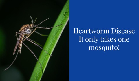 Heartworm Disease- It only takes one mosquito!