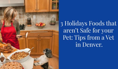 3 Holiday Foods That Aren’t Safe for Your Pet: Tips from a Vet in Denver