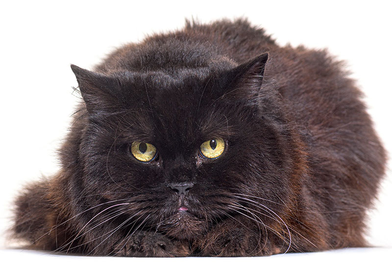 mixedbreed black cat