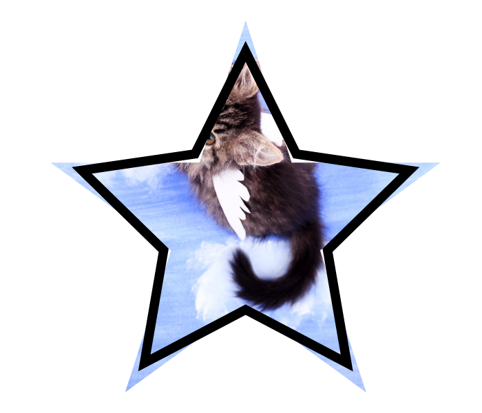 A cat with wings symbolizing common pet myths in Greenwood Village.