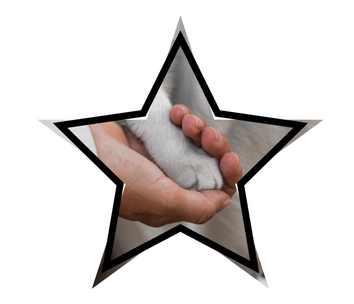 Animal care at Advanced Veterinary Care in Greenwood Village showing a person's hand gently holding a cat's paw.