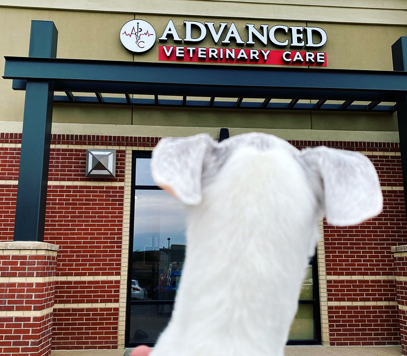 advanced veterinary care dog looking the entrance