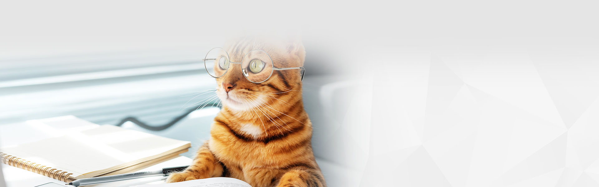 bengal cat with glasses and books