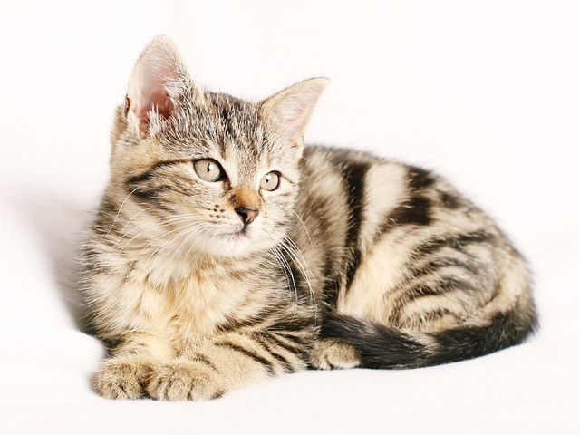 A kitten being cared for at Advanced Veterinary Care, emphasizing the importance of heartworm prevention to keep pets healthy and safe.