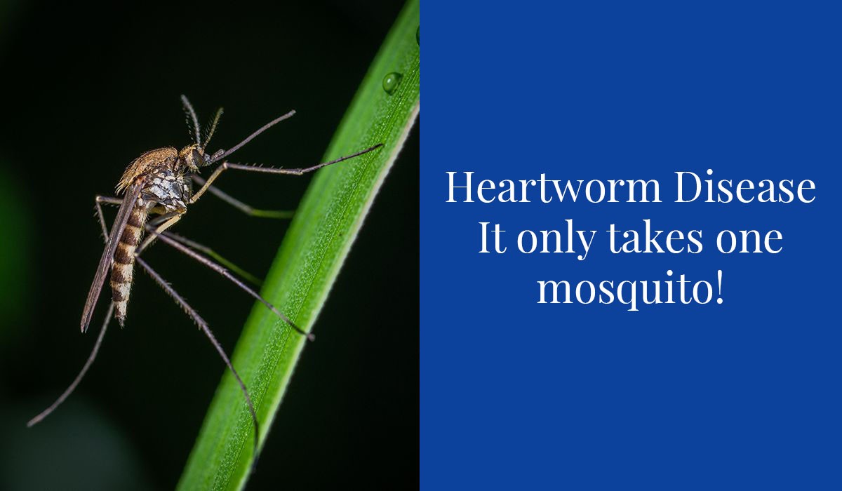 heartworm-disease-it-only-takes-one-mosquito