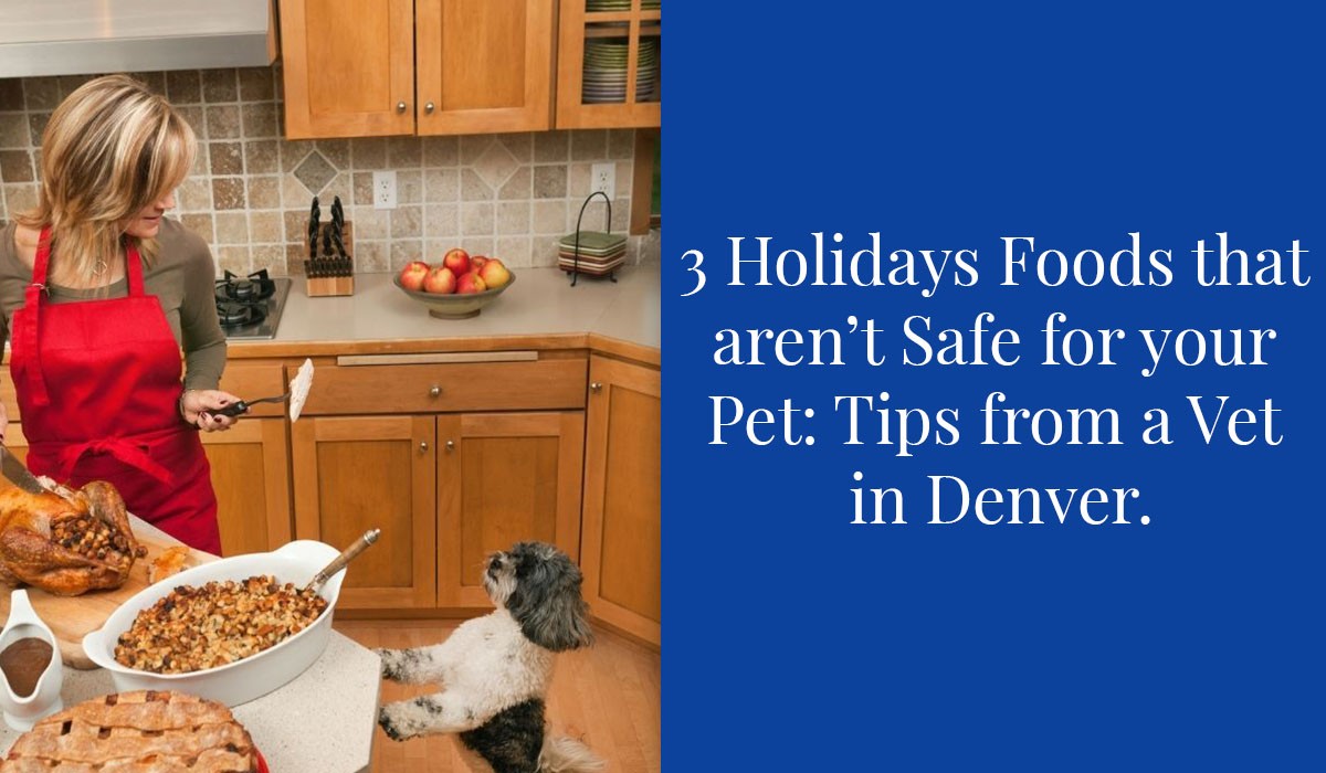 3-Holiday-Foods-That-Arent-Safe-for-Your-Pet_-Tips-from-a-Vet-in-Denver
