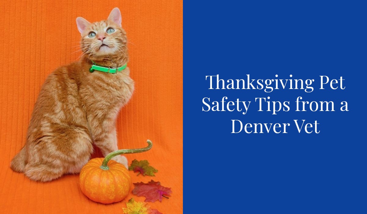 Thanksgiving-Pet-Safety-Tips-from-a-Denver-Vet