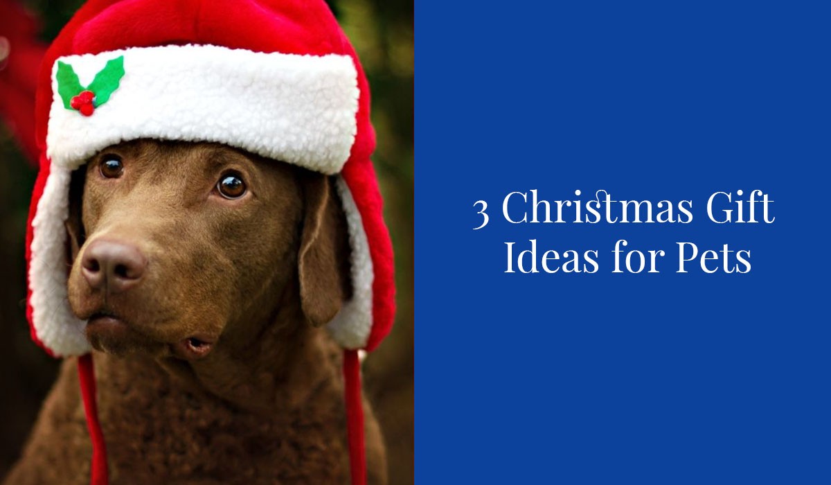 3-Christmas-Gift-Ideas-for-Pets
