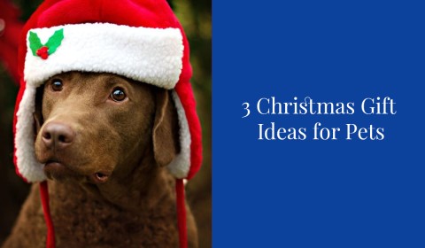 3 Christmas Gift Ideas for Pets