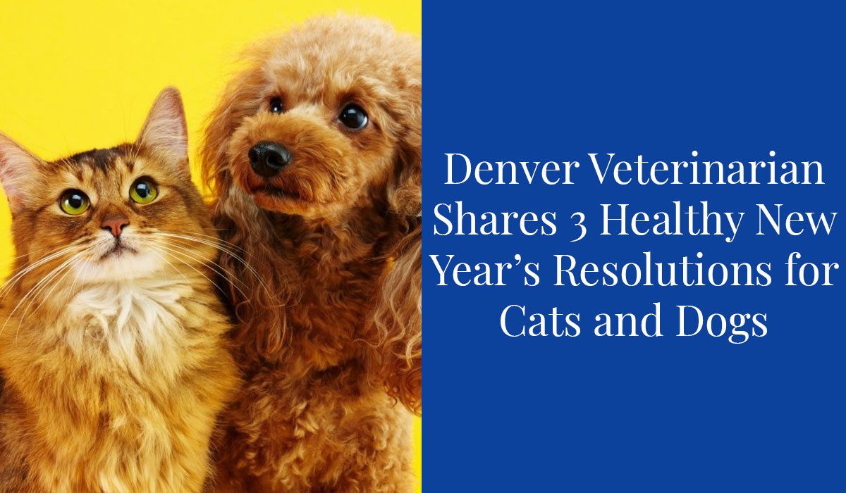 Denver-Veterinarian-Shares-3-Healthy-New-Years-Resolutions-for-Cats-and-Dogs
