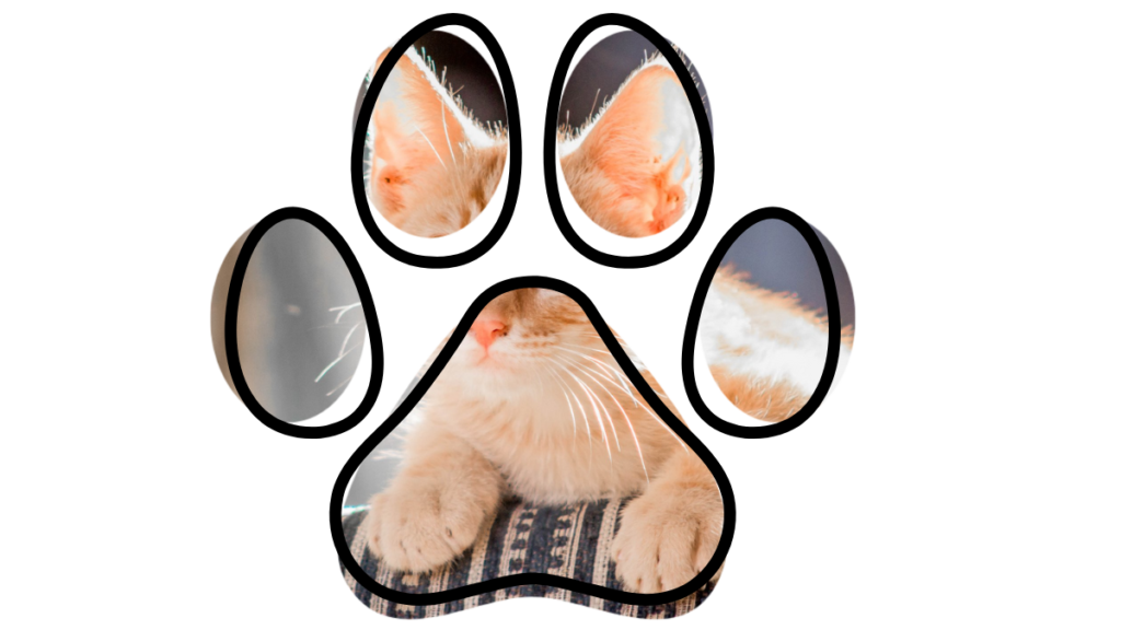 Cat with orange fur seen through a paw-shaped window, resting on a patterned surface.