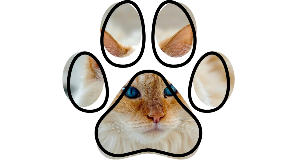 Cat with blue eyes inside a paw print shape.