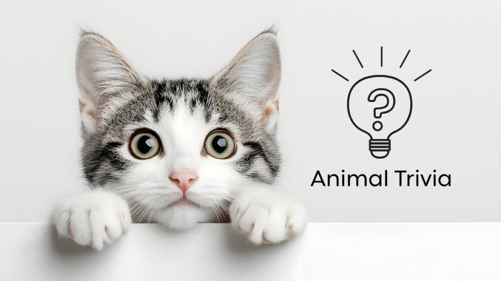 A curious cat peeking over a white surface next to a lightbulb icon with "Animal Trivia" text.