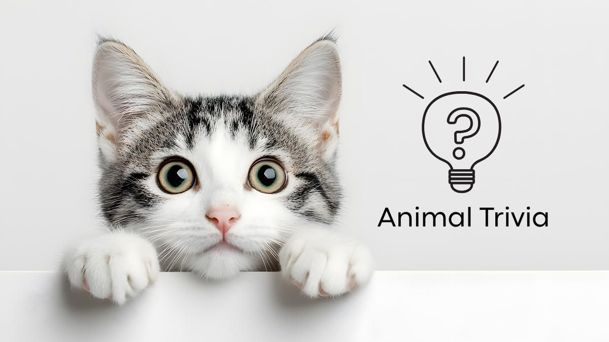 A curious cat peeking over a white surface next to a lightbulb icon with "Animal Trivia" text.