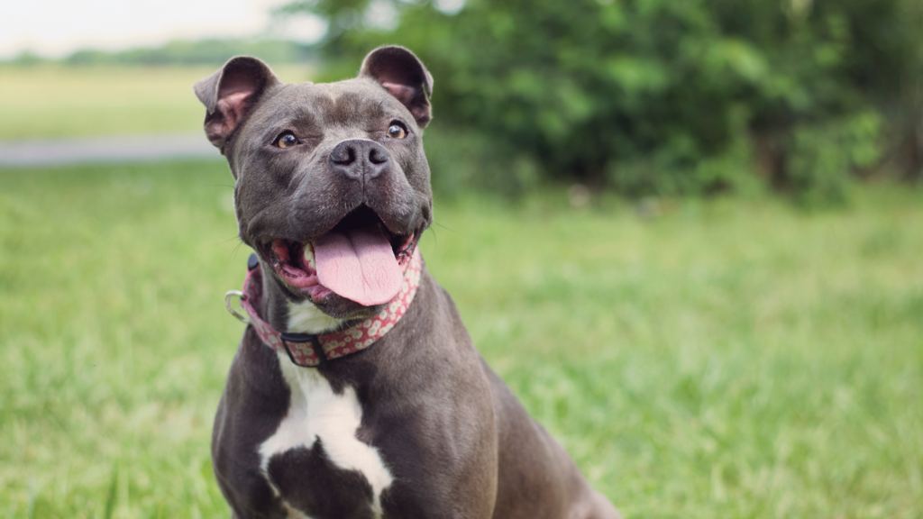 Happy gray pit bull with a pink collar sitting on grass, mouth open and tongue out.