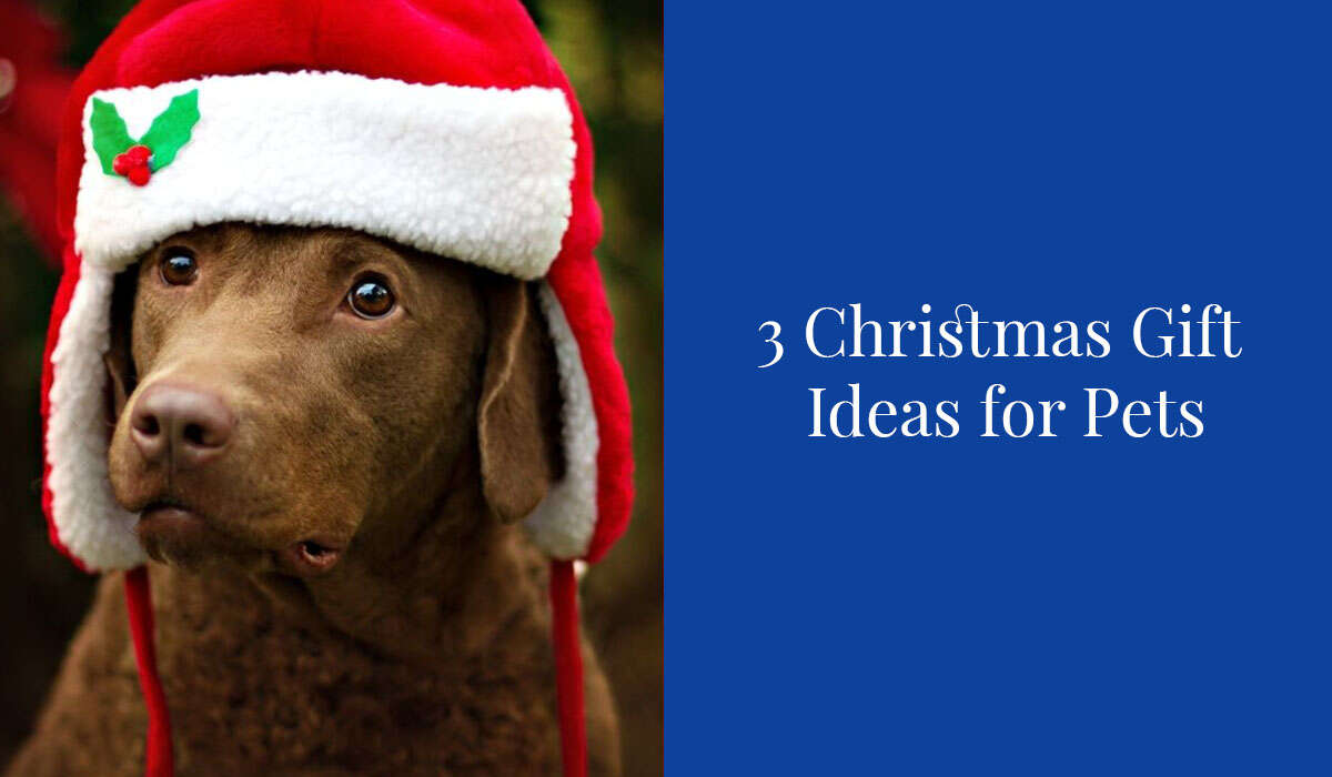 Brown dog wearing a red Christmas hat with white trim, next to text reading "3 Christmas Gift Ideas for Pets.