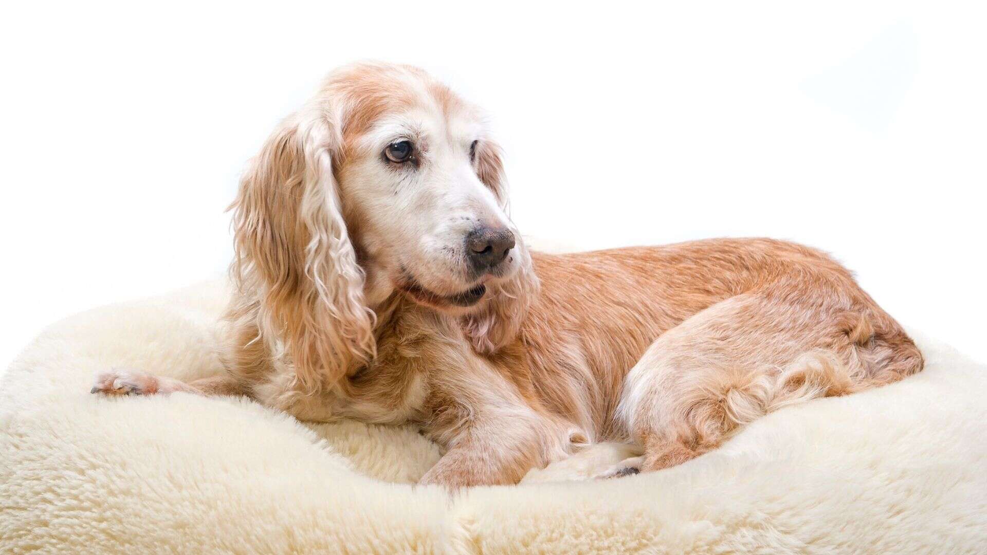 Golden retriever lying on a plush beige bed, looking to the side.