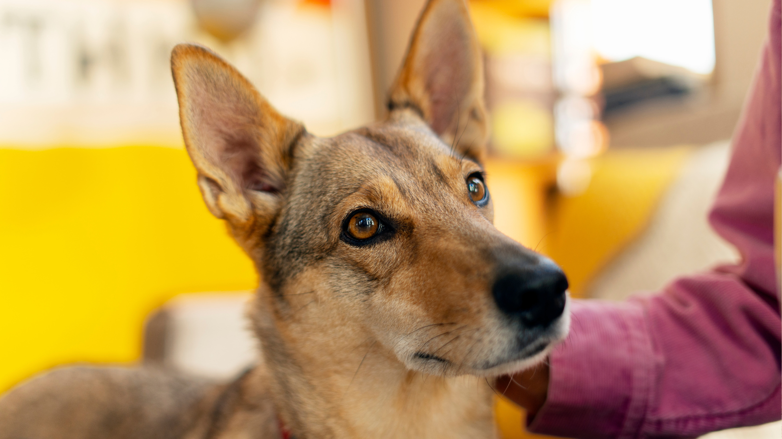 A brown dog with large ears looks attentively sideways, while a person in a pink shirt gently pets its neck.