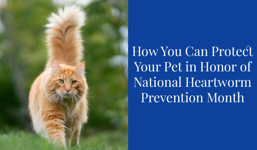 Orange fluffy cat walking on grass next to a blue text box about National Heartworm Prevention Month.