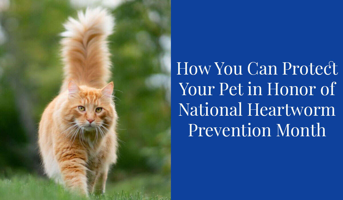 Orange fluffy cat walking on grass next to a blue text box about National Heartworm Prevention Month.