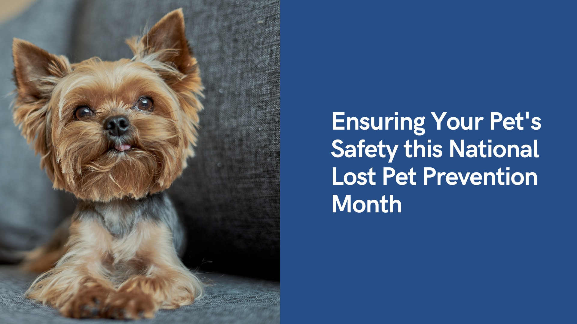 A small, fluffy dog with pointy ears sits on a couch next to text about pet safety.