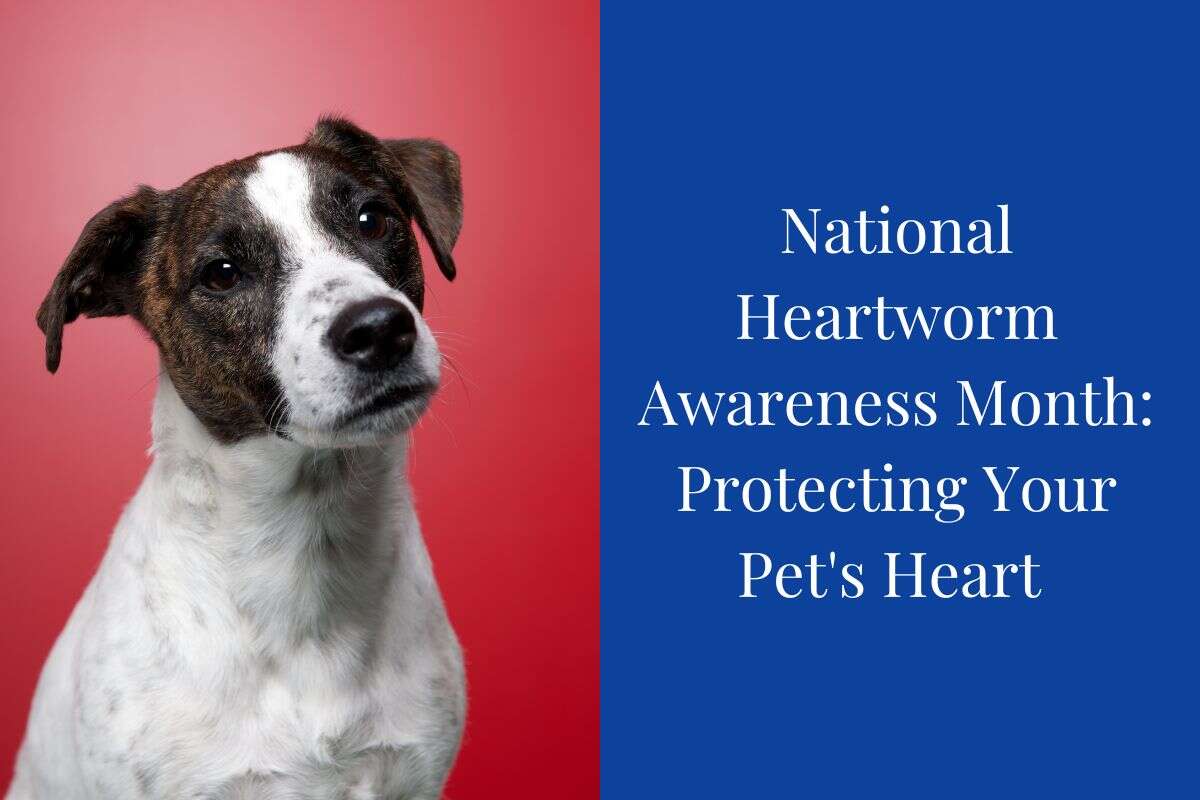 A dog with a curious expression, next to text about National Heartworm Awareness Month for pets' heart protection.