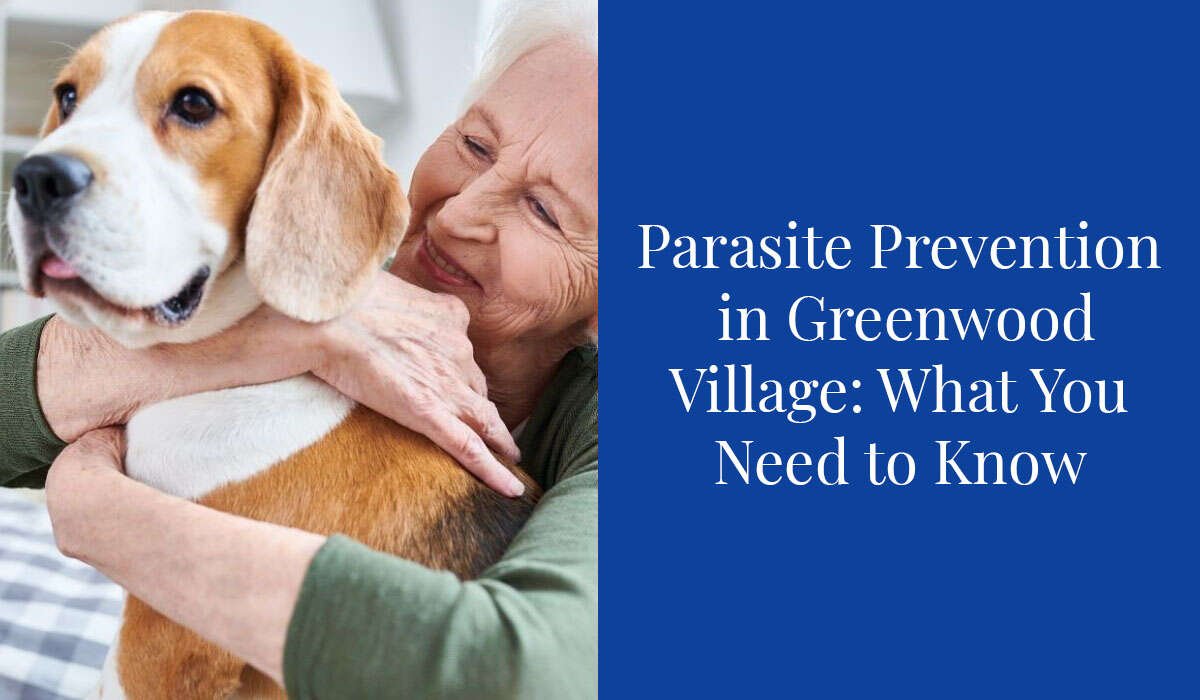 Elderly woman happily hugging a beagle dog. Text: "Parasite Prevention in Greenwood Village: What You Need to Know.