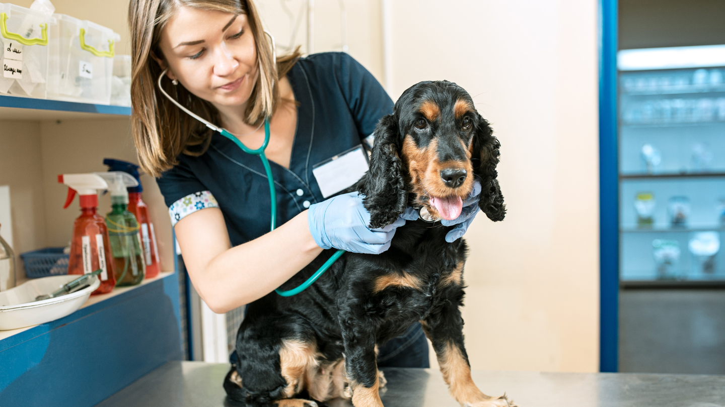 A veterinarian using a stethoscope to examine a black and brown dog on a table.