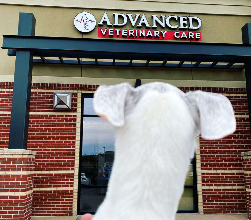 A dog is looking at the entrance of an Advanced Veterinary Care building.