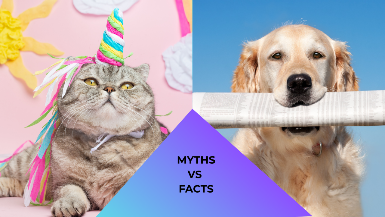 Chubby cat with colorful unicorn horn and golden retriever holding newspaper, labeled "Myths vs Facts" on a blue-purple triangle.