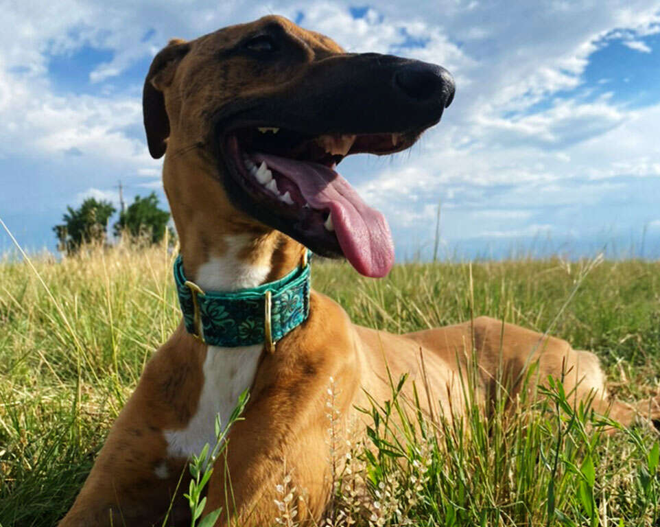 A brown dog with a teal collar lounges in a grassy field under a partly cloudy sky.