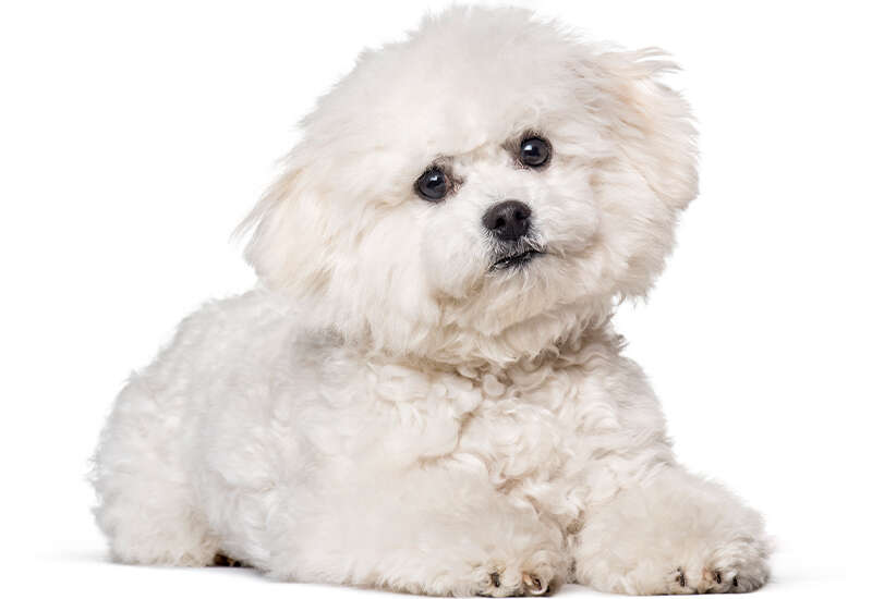 A fluffy white Bichon Frise dog lying down, looking forward.