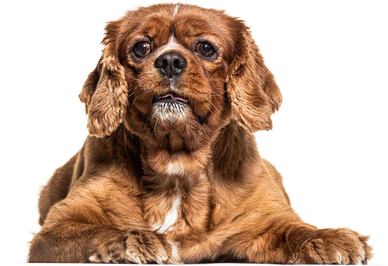 A brown dog with long ears and a white chest lies down, looking forward.