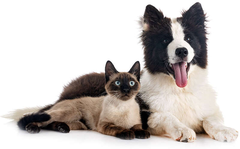 A fluffy black and white dog with open mouth and a Siamese cat lying together, both facing forward.
