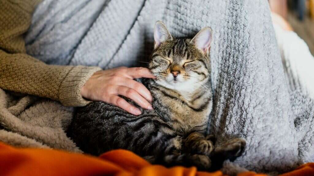 A content tabby cat sits with its eyes closed, resting against a person wrapped in a cozy blanket.