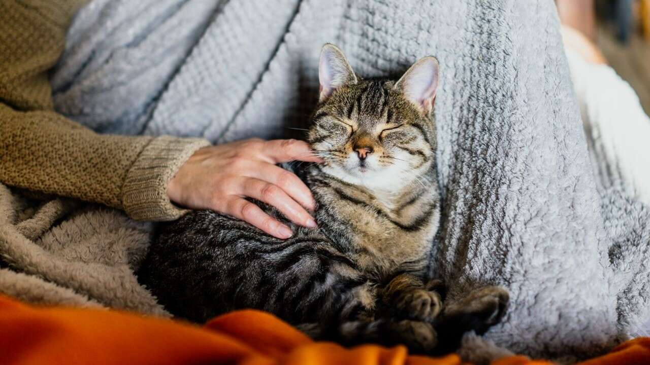 A content tabby cat sits with its eyes closed, resting against a person wrapped in a cozy blanket.