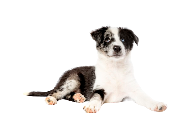 A black and white puppy with one blue and one brown eye lying down, looking forward.