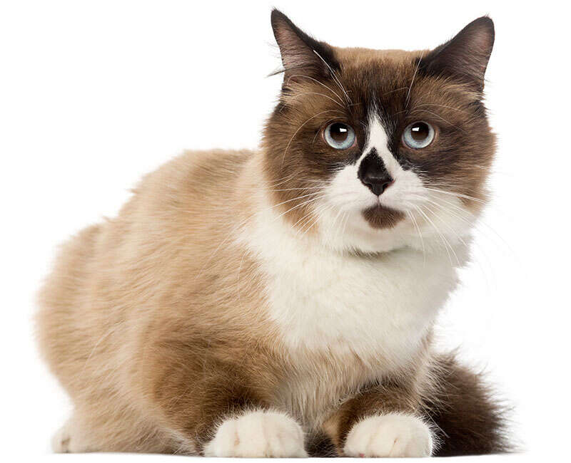Fluffy brown and white cat with bright blue eyes, sitting attentively.