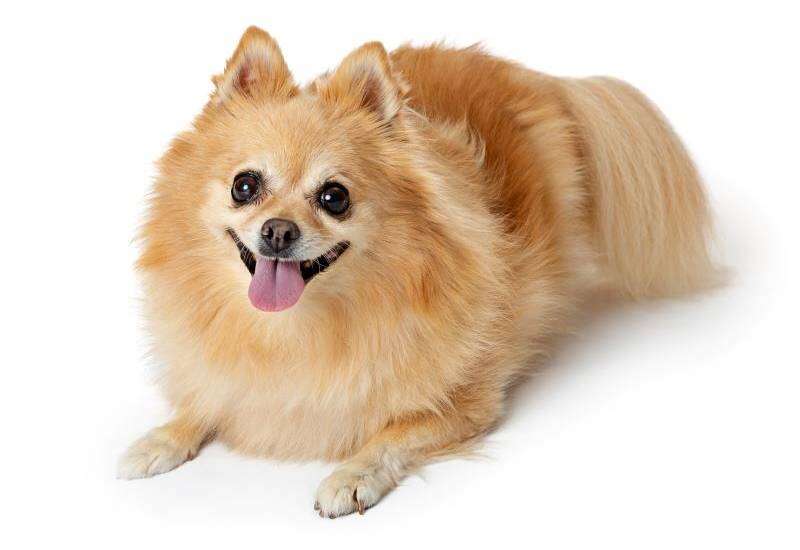 A fluffy, light brown Pomeranian dog lying down with its tongue out and ears perked up, looking forward.