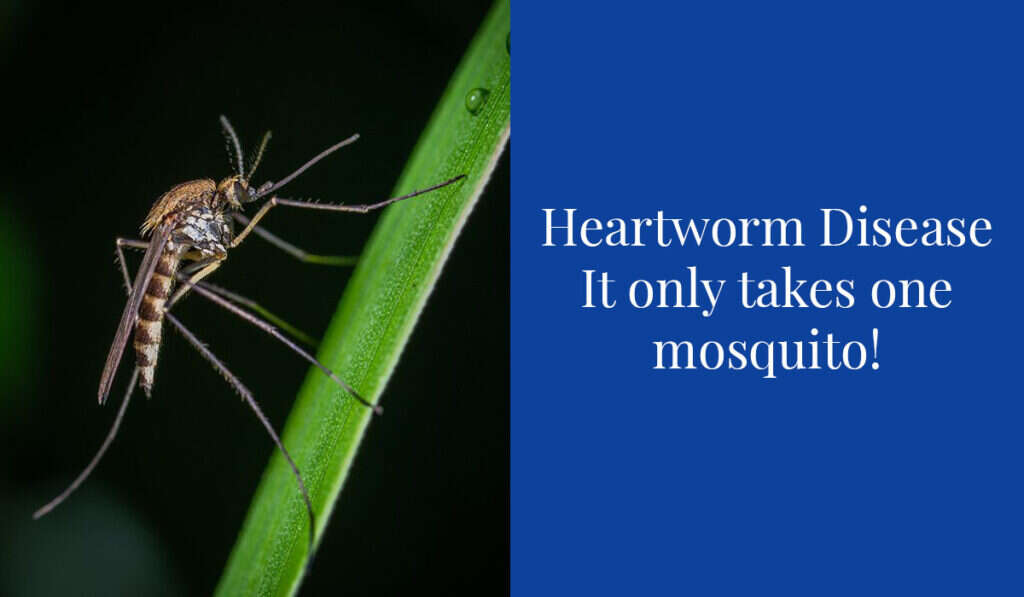 A mosquito on a green leaf with the text "Heartworm Disease It only takes one mosquito!