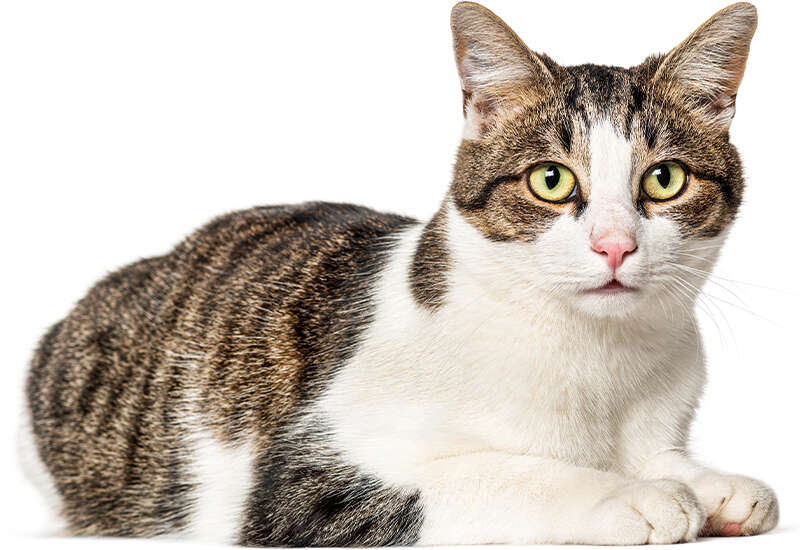 A tabby and white cat lying down, looking directly forward with alert ears and bright yellow eyes.