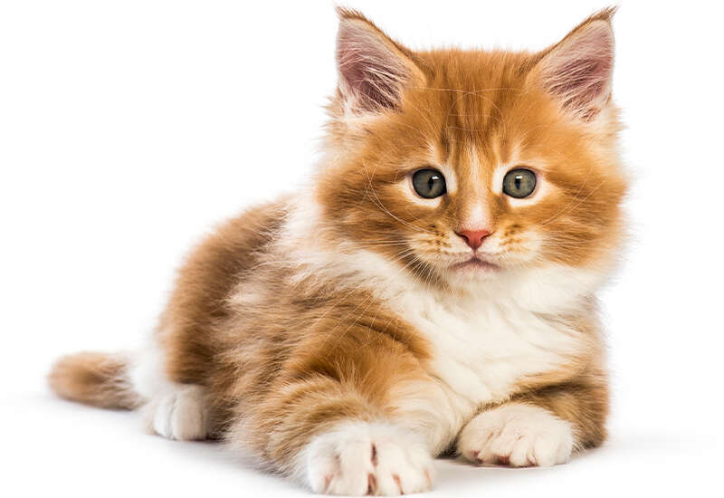 Fluffy orange and white kitten with green eyes lying down, looking at the viewer.