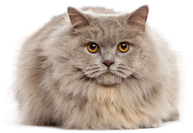 Fluffy gray cat with large amber eyes, sitting and looking directly at the viewer.
