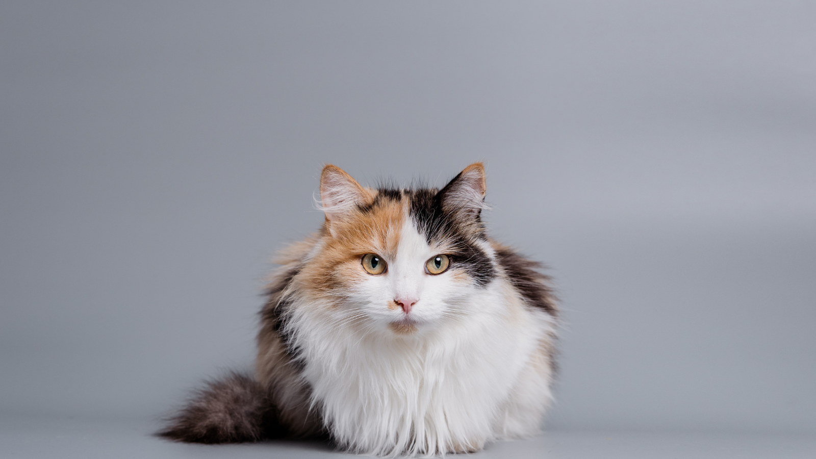 Fluffy calico cat sitting, looking directly forward with a soft, bushy tail.