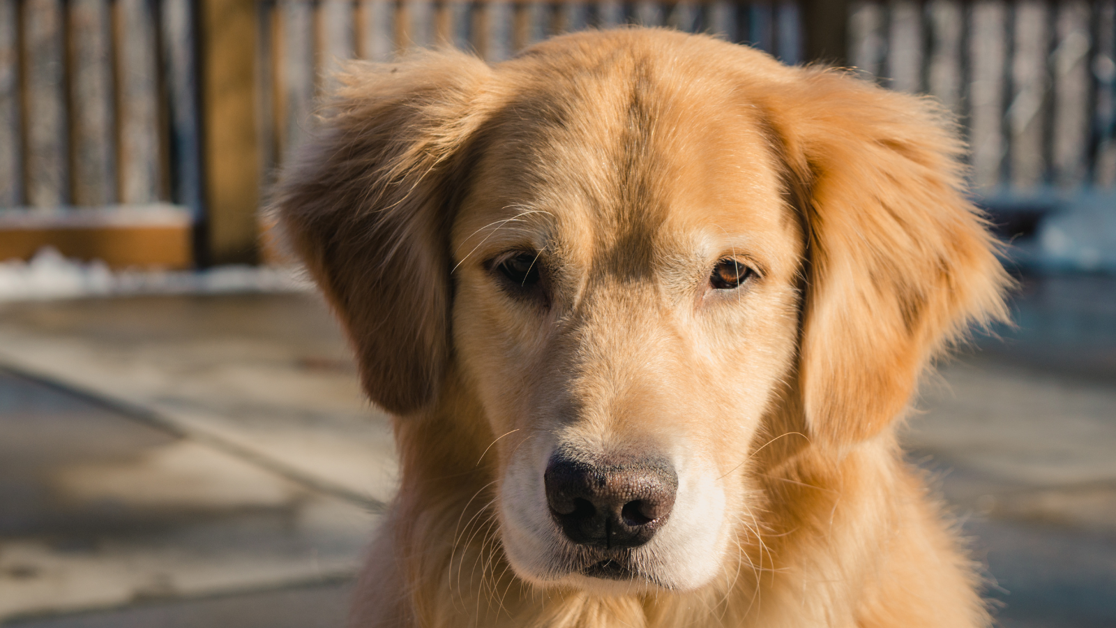 A golden retriever with a gentle expression sits on a sunlit patio.