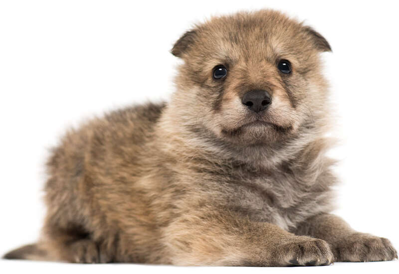 Fluffy brown puppy lying down, gazing forward with curious, bright eyes.
