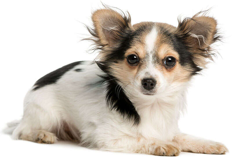 Small, fluffy dog with large ears and a black and white coat lying down, looking directly at the viewer.