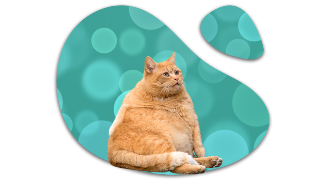 Overweight orange cat representing feline weight concerns in Greenwood Village, Colorado