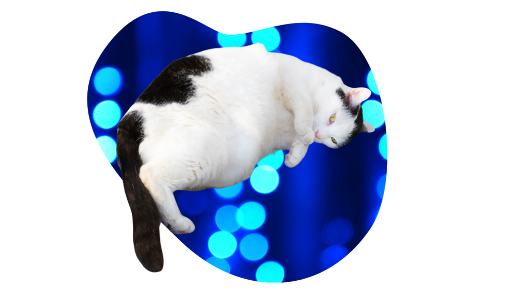 Obese black and white cat representing weight management at Advanced Veterinary Care in Greenwood Village